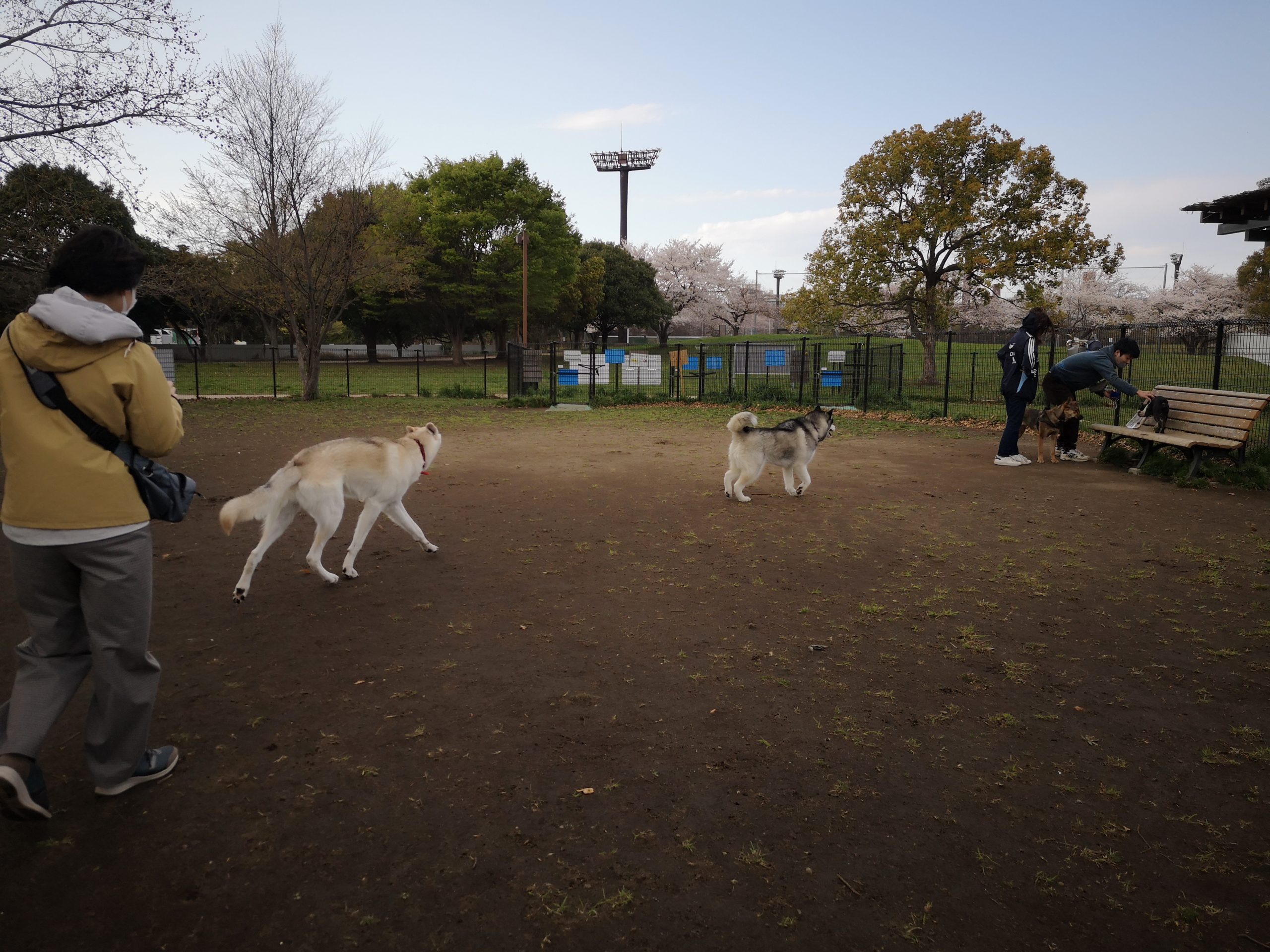 【狼犬を飼いたい方へ】日本の狼犬ブリーダーまとめ