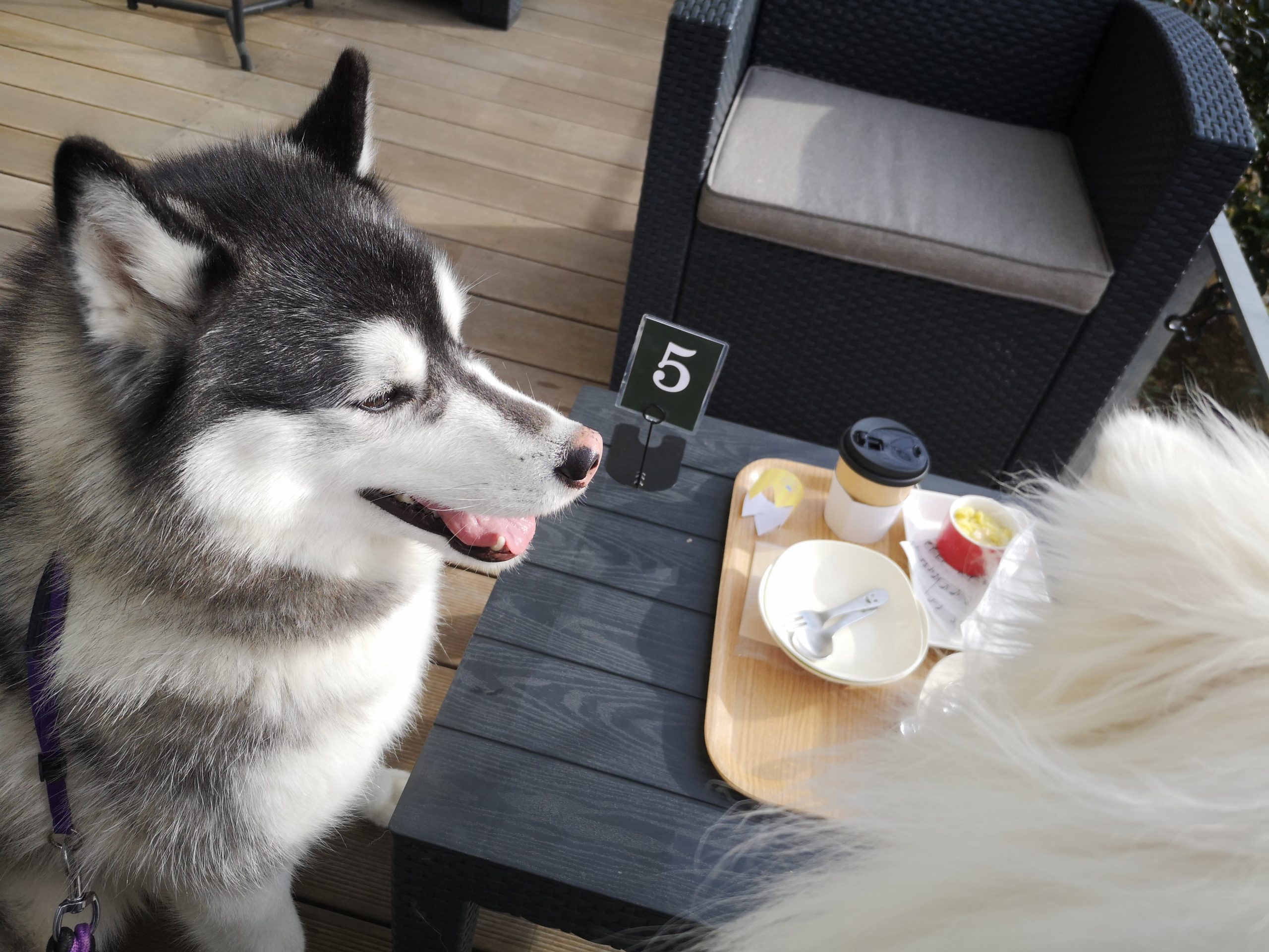 愛犬と一緒に楽しめる ”わんダフル・グランピング”アフタヌーンティー in アプローズスクエア 東京迎賓館